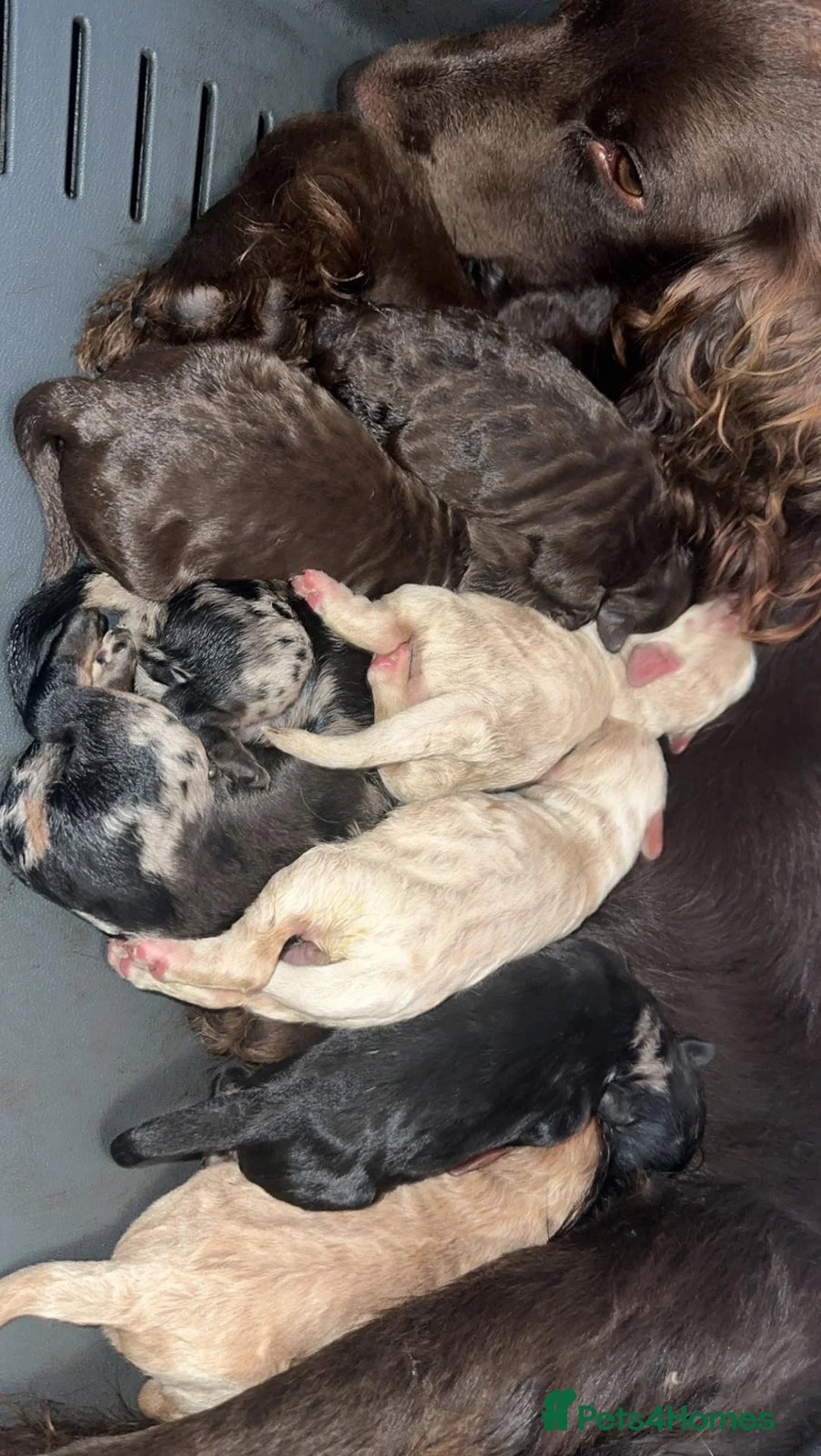 Miniature Poodle dogs for stud: Miniature poodle blue merle for stud in Bradford - Advert 26