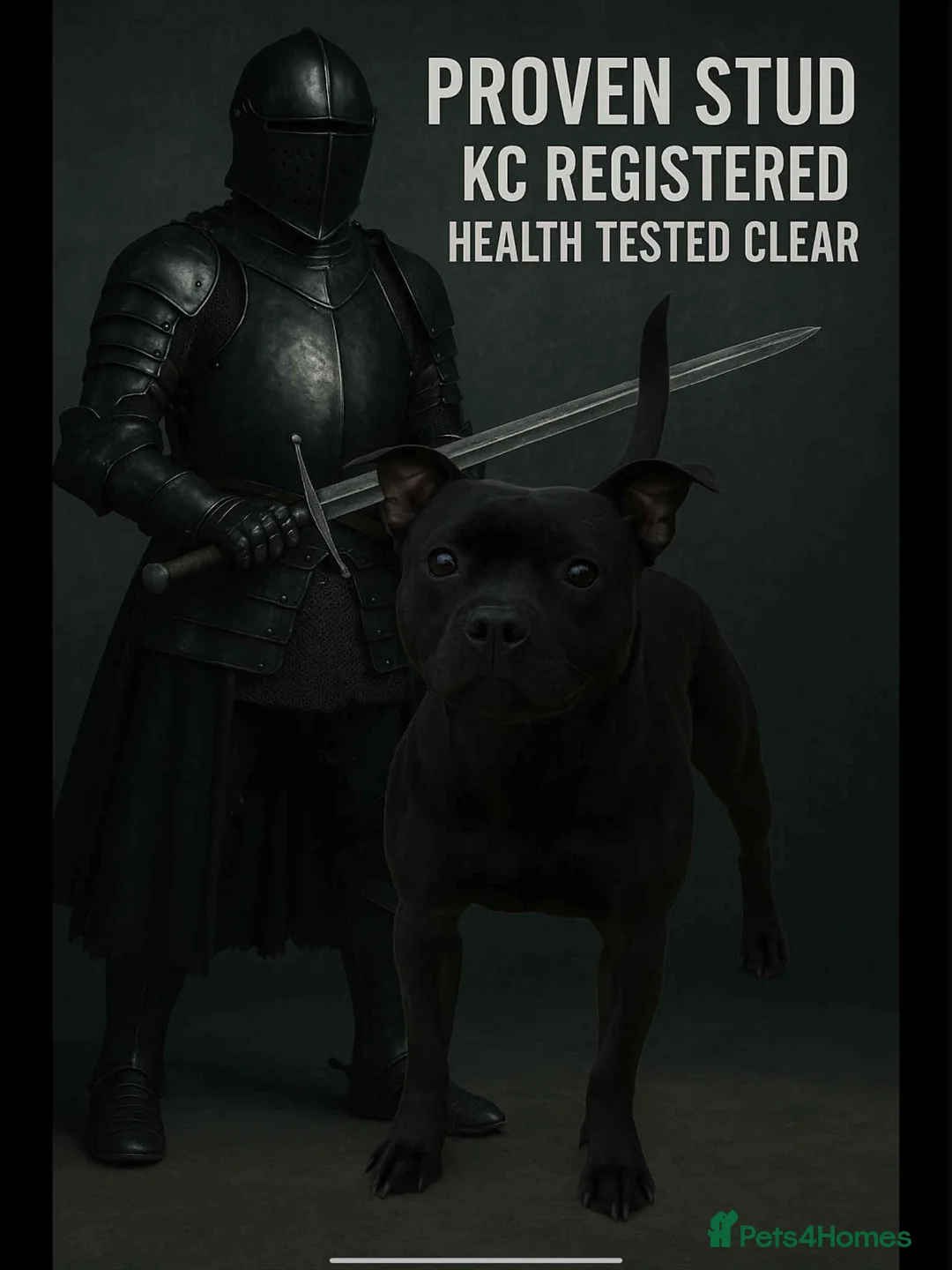 Staffordshire Bull Terrier dogs for stud: BLACK, Health tested kc registered STAFFORD STUD - Advert 6