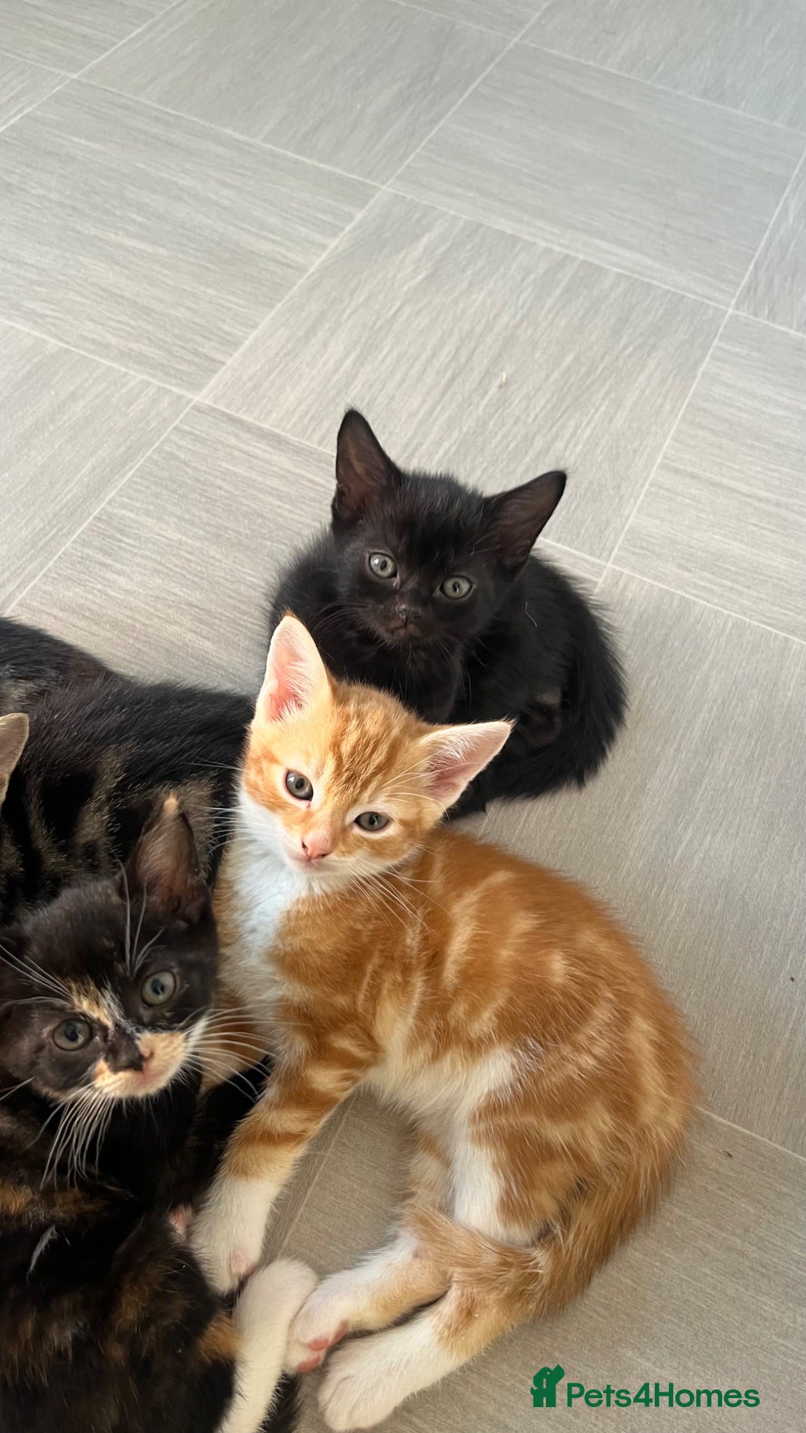 Mixed Breed cats 6 beautiful kittens  - Advert 4