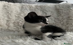 Mixed Breed cats for sale: Beautiful kittens ready for new loving homes  - Advert 13