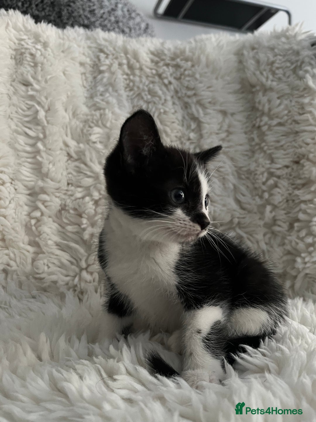 Mixed Breed cats for sale: Beautiful kittens ready for new loving homes  - Advert 13