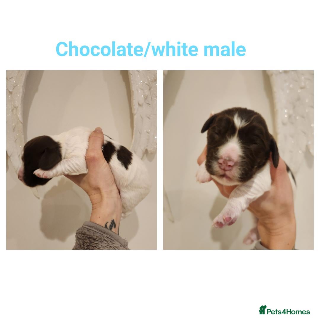 Cocker Spaniel dogs for sale: Stunning KC working cocker spaniel puppies  - Advert 7