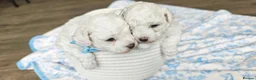 Bichon Frise dogs for sale: Sweet Bichon Frise puppies- Champion Bloodline - Advert 7