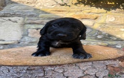 Cocker Spaniel dogs for sale: FTW Sired KC Reg Working Cocker Spaniel Puppies in Stocksfield - Image 8
