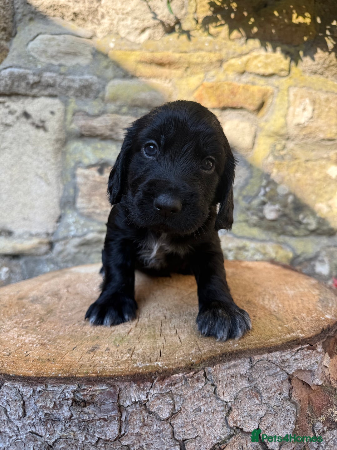 Cocker Spaniel dogs for sale: FTW Sired KC Reg Working Cocker Spaniel Puppies in Stocksfield - Image 8