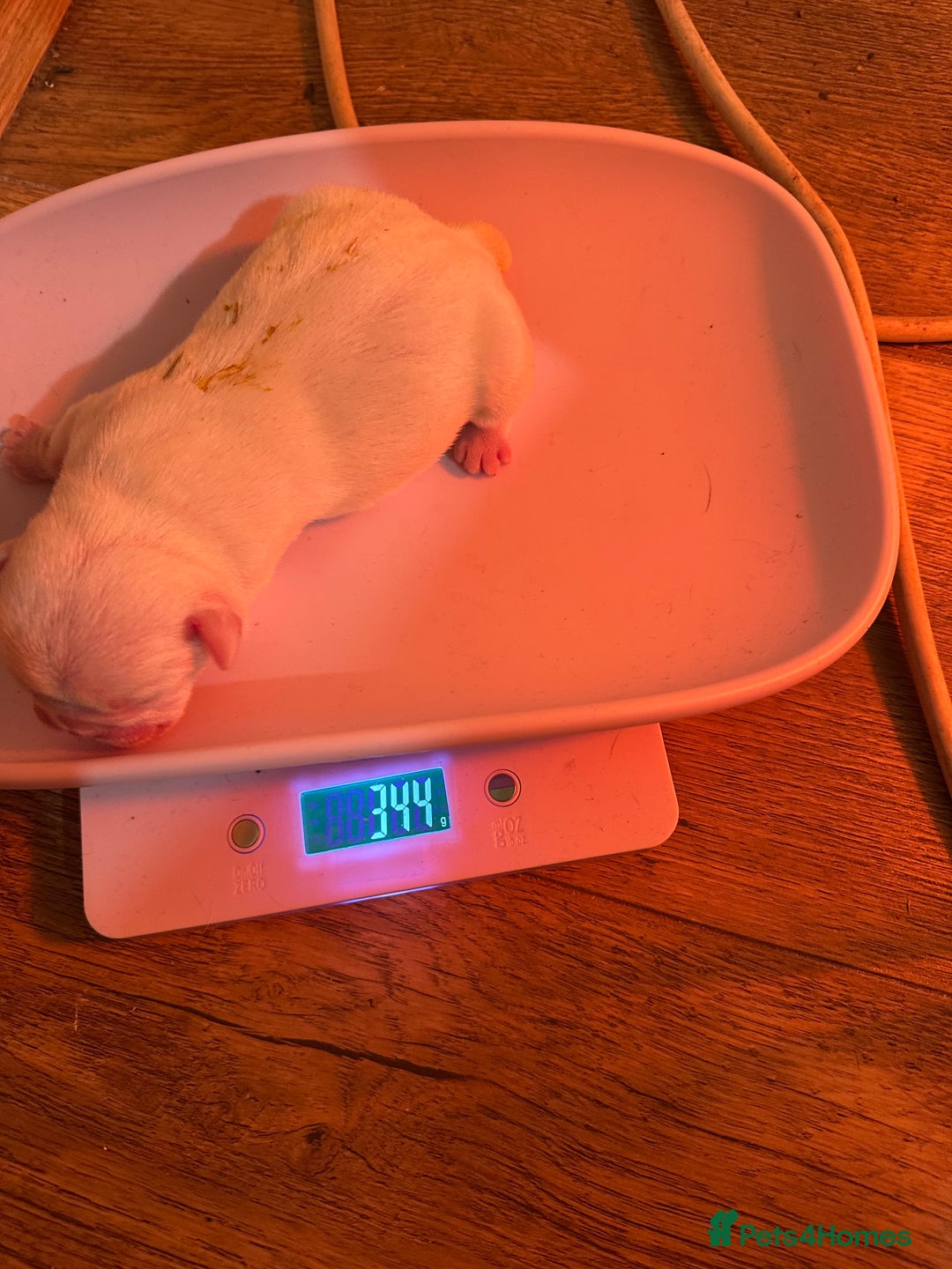 French Bulldog dogs for sale: French bulldog “fluffy” - Advert 12