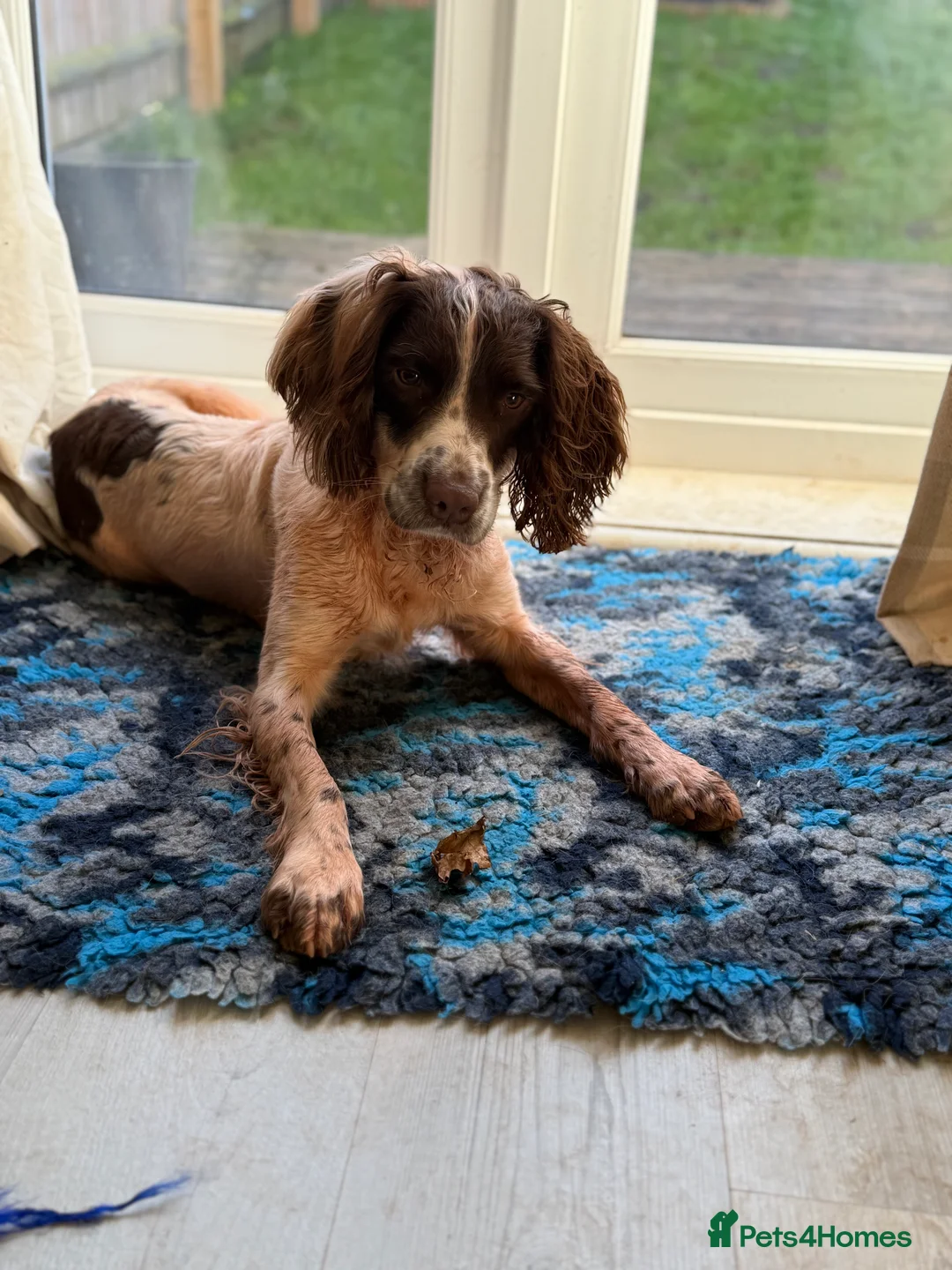 English Springer Spaniel dogs for sale: Bandit - Advert 5