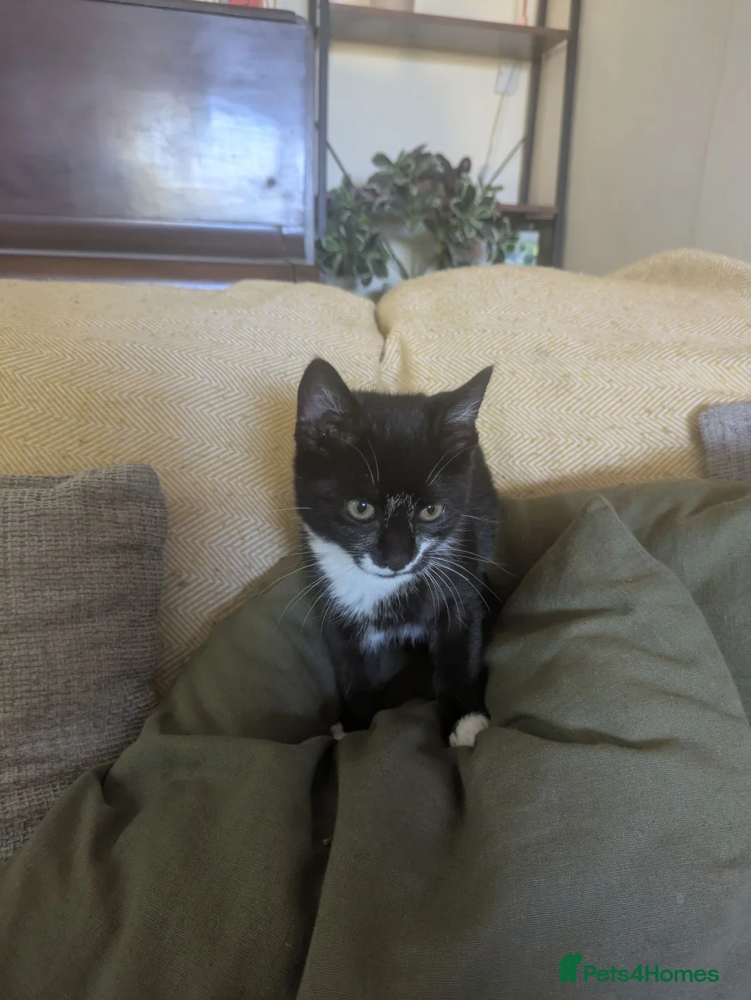 Mixed Breed cats for sale: Beautiful black and white female kitten - Advert 7