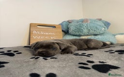 Cane Corso dogs for sale: Cane corso puppies for sale  - Image 13