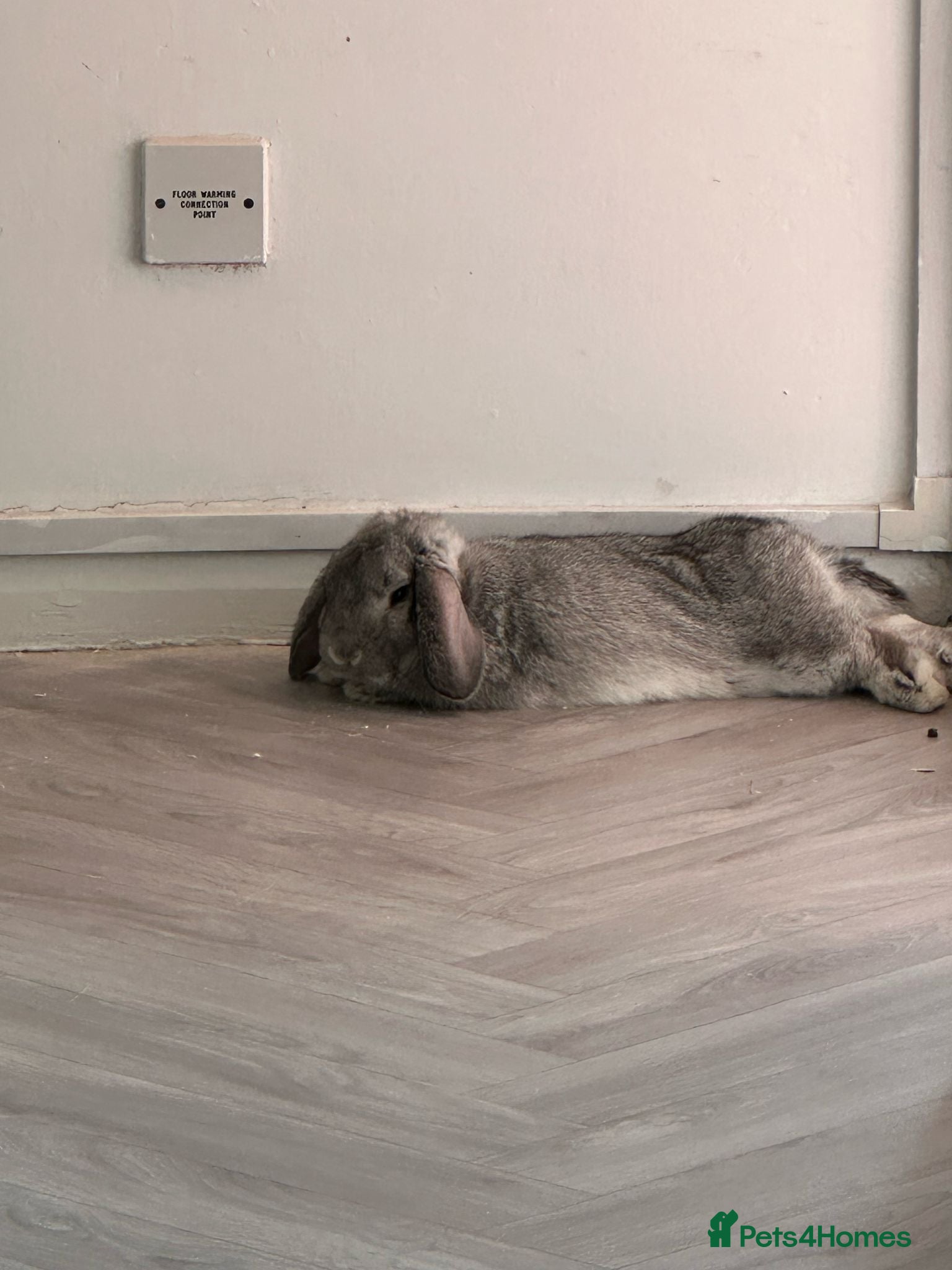 Dwarf Lop rabbits Dwarf Lop  - Advert 11