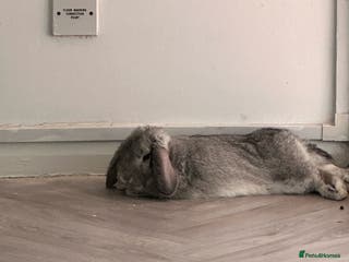 Dwarf Lop rabbits Dwarf Lop - Advert 3