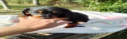 Doxiepoo dogs for sale: Daxiepoos 5 gorgeous pups  in Sturminster Newton - Advert 8