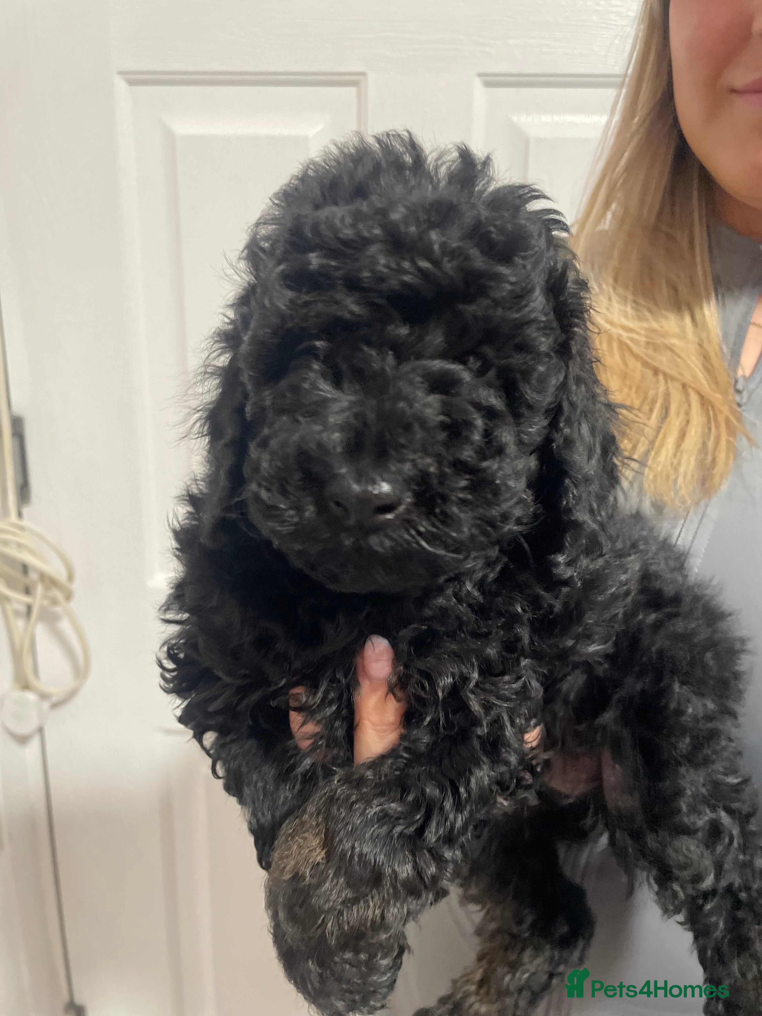 Miniature Poodle dogs Miniature Poodle DNA tested parents  - Advert 5