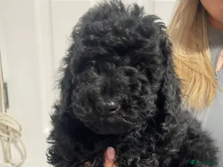 Miniature Poodle dogs Miniature Poodle DNA tested parents - Advert 8