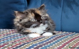 Ragdoll cats for sale: Ragdoll X ready to go! - Image 9