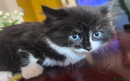 Mixed Breed cats for sale: Got 4 kittens looking for them home  - Image 10