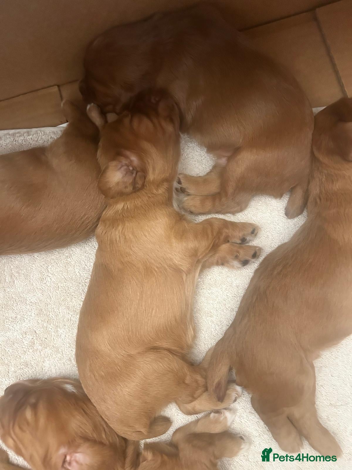 Cocker Spaniel dogs Red Working Cocker Spaniels - Advert 2