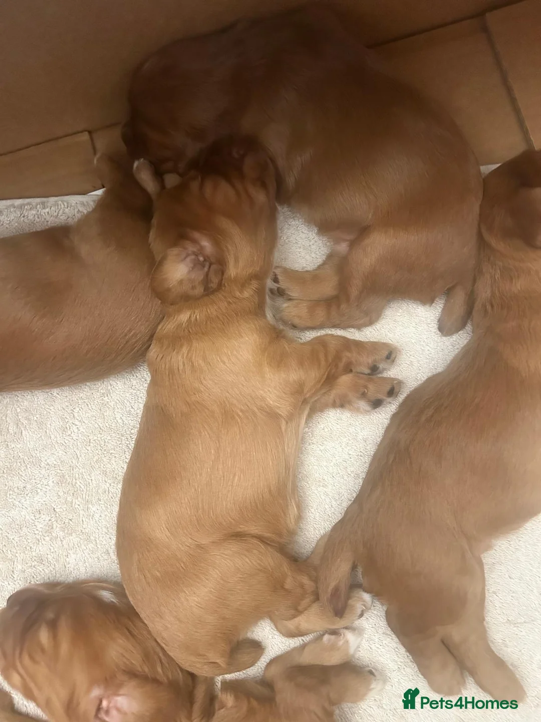 Cocker Spaniel dogs for sale: Red Working Cocker Spaniels - Advert 2