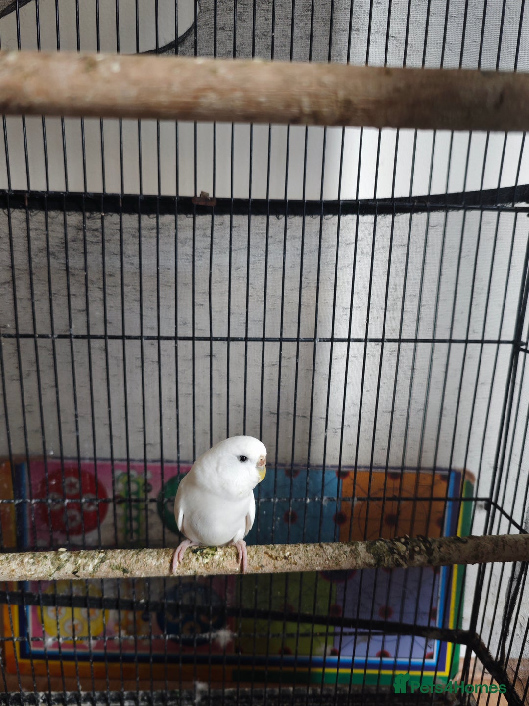 Budgerigars birds for sale: Budgies with cage for Sale in Reading - Image 2