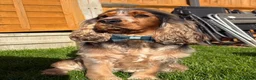 Cocker Spaniel dogs for stud: MALE COCKER SPANIEL STUD - Advert 7