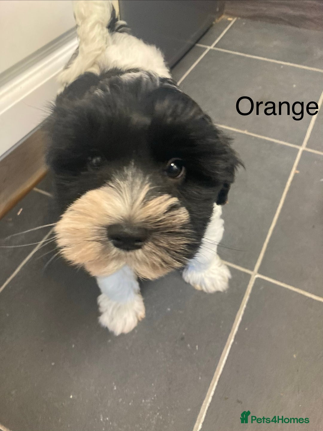Miniature Schnauzer dogs for sale:  ❤️PARTI MINIATURE SCHNAUZER GIRL  - Advert 4