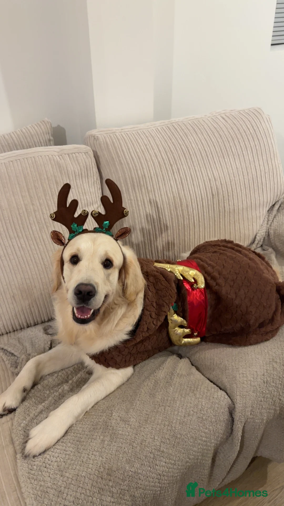 Golden Retriever dogs for sale: Brodie🤍 3 Year Old Golden Retriever! 🐶  - Advert 2