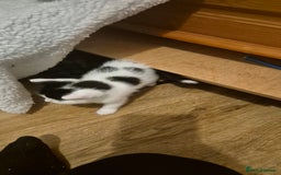 Domestic Shorthair cats for sale: 2 black and white kittens, 1 all black Female - Advert 6