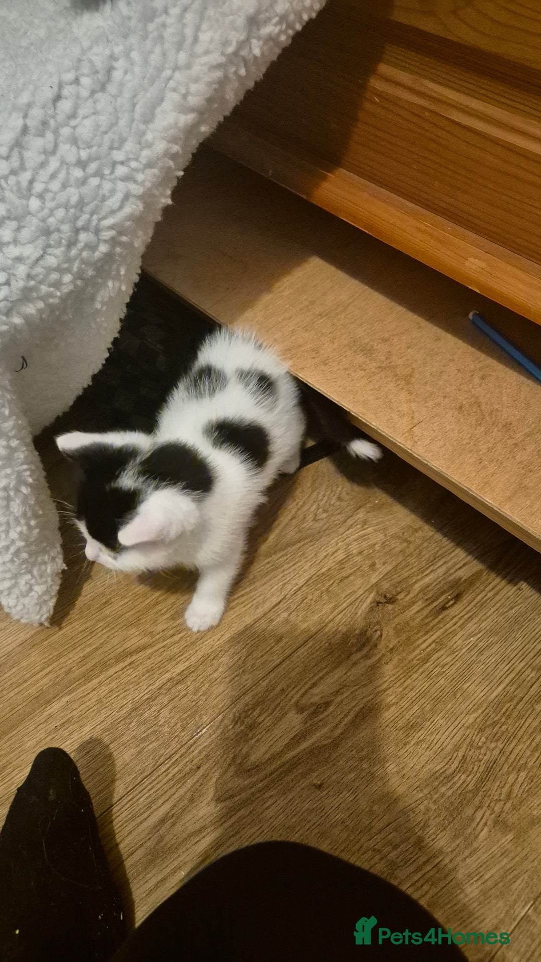 Domestic Shorthair cats for sale: 2 black and white kittens, 1 all black Female - Advert 6