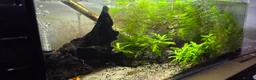 Shrimps fish for sale: 2x fully stocked shrimp and guppy tanks - Advert 2