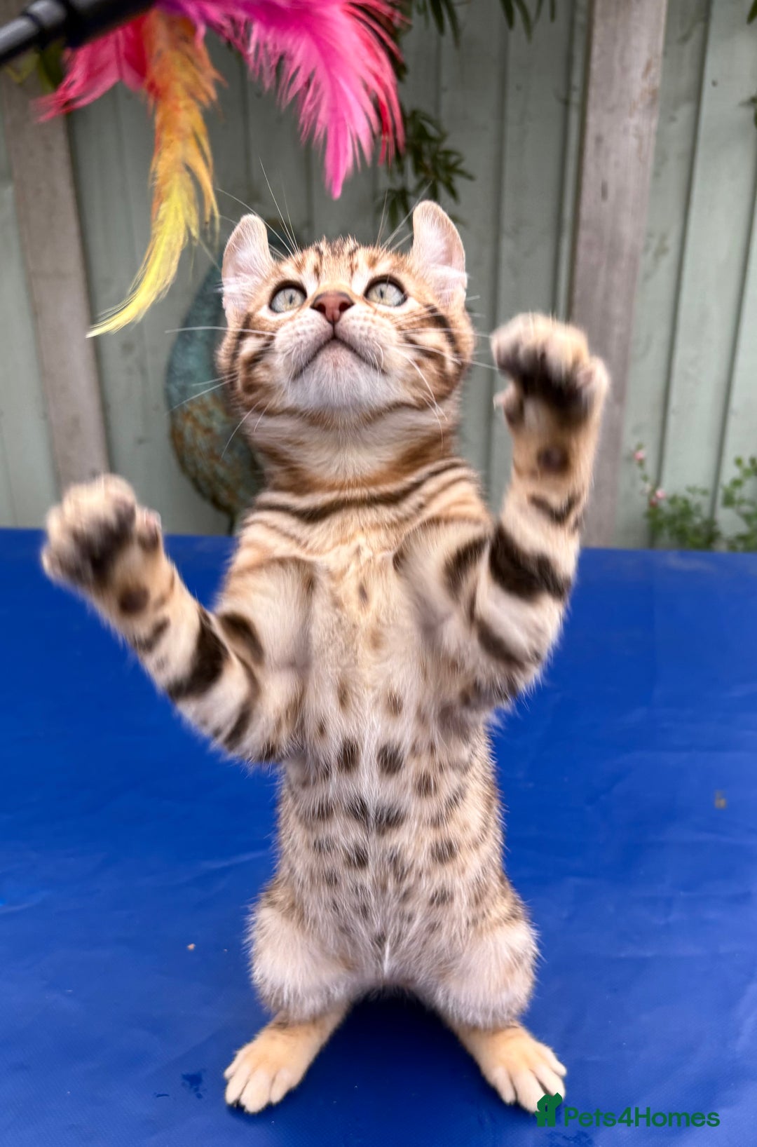 Keetso cats for sale: Rare curled eared rosetted keetso male  - Advert 17