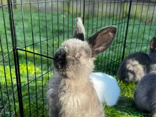 Mixed Breed rabbits Rabbits for sale in Walsall - Advert 1