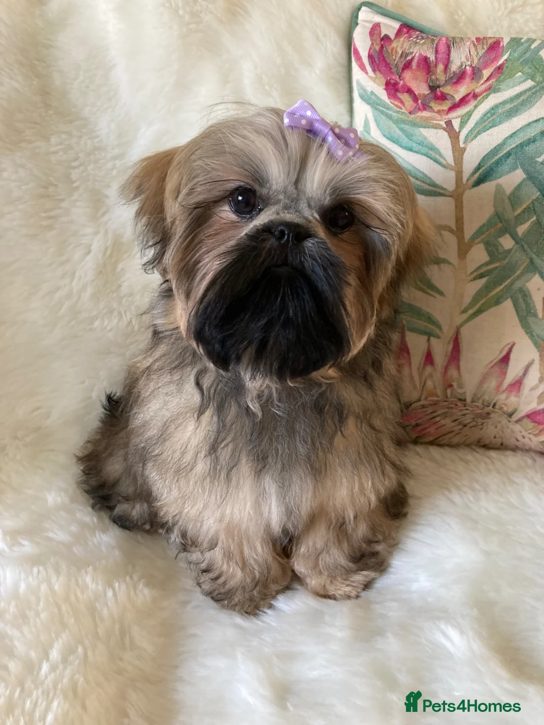 Shih Tzu dogs for sale: AMERICAN IMPERIAL SHIH TZU GIRL - Advert 1
