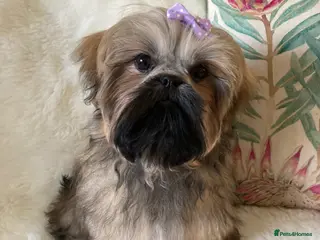 Shih Tzu dogs AMERICAN IMPERIAL SHIH TZU GIRL - Advert 6