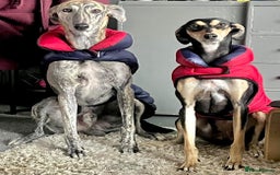 Mixed Breed dogs for sale: Stunning saluki greyhound puppies!  - Image 19