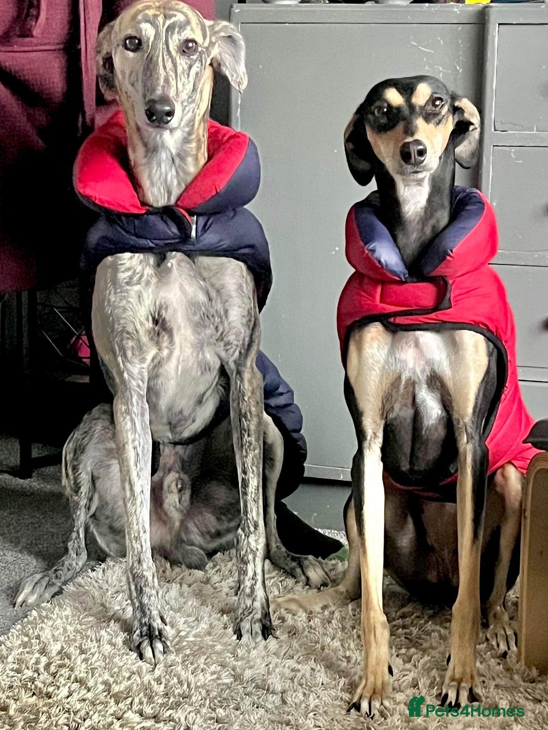 Mixed Breed dogs for sale: Stunning saluki greyhound puppies!  - Image 19