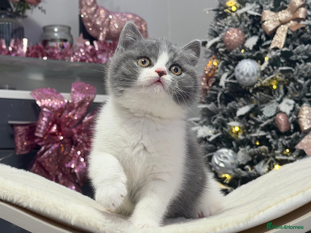British Shorthair cats for sale: Gorgeous British Kittens - Advert 15