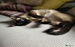 Ragdoll cats for sale: FEMALE RAGDOLL/SIAMESE REHOME - Image 4