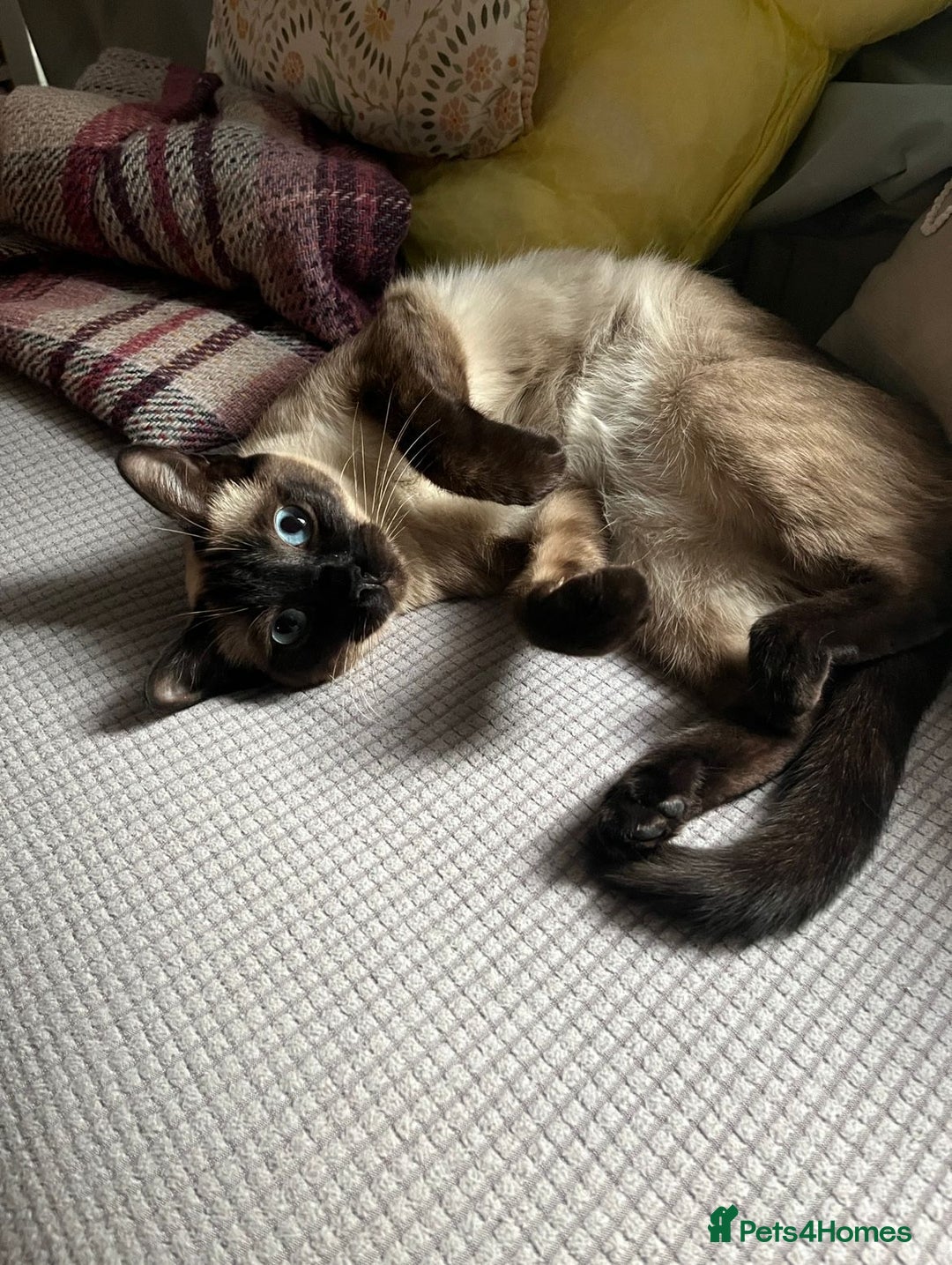 Ragdoll cats for sale: FEMALE RAGDOLL/SIAMESE REHOME - Image 4