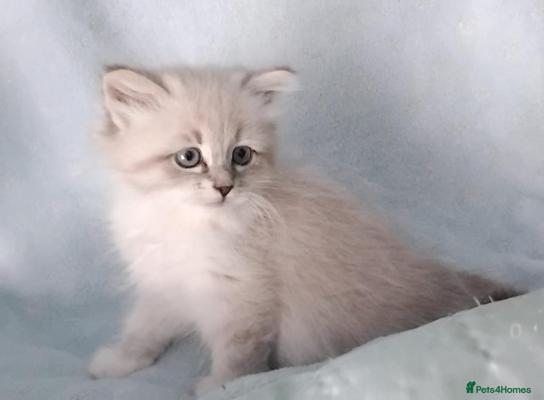Siberian cats for sale: GCCF Registered Pure Siberian kittens For Sale.   - Image 6