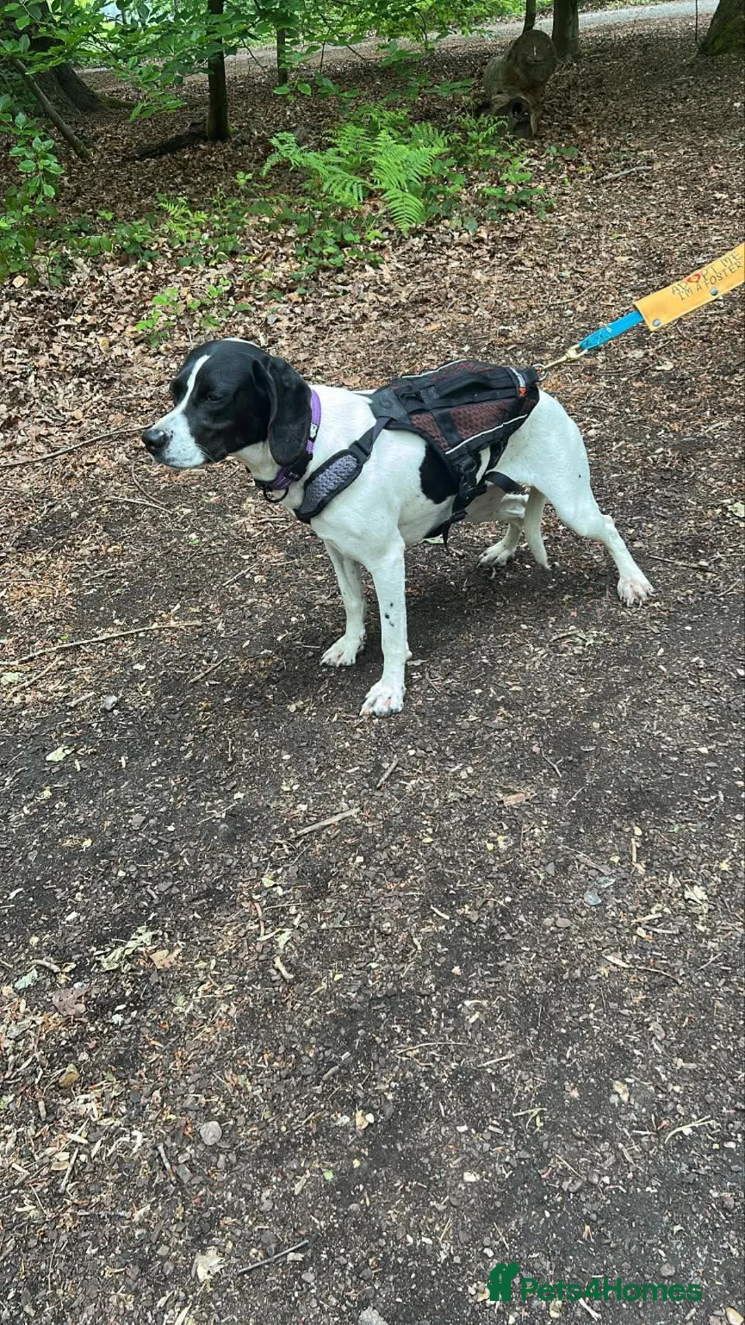 Mixed Breed dogs for adoption: Sally The Gentle Soul Waiting for Her Happy Ending in Iver - Advert 2