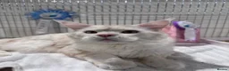Maine Coon cats for sale: Fantastic Maine Coon kittens for sale GrCh Line - Advert 13