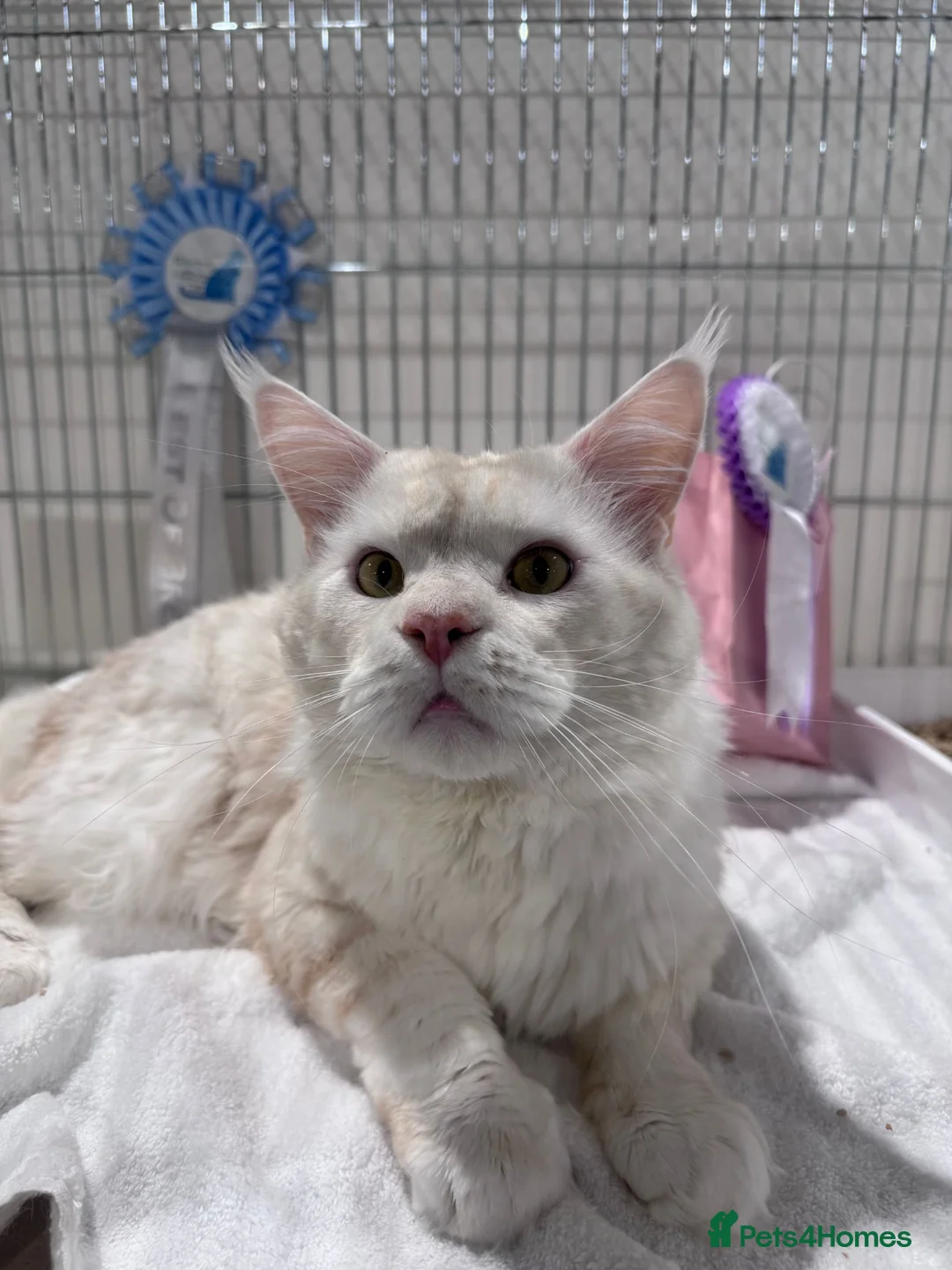 Maine Coon cats for sale: Fantastic Maine Coon kittens for sale GrCh Line - Advert 13