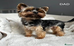Yorkshire Terrier dogs for stud: Stunning Marco Black Tiger aka Paco - Image 1