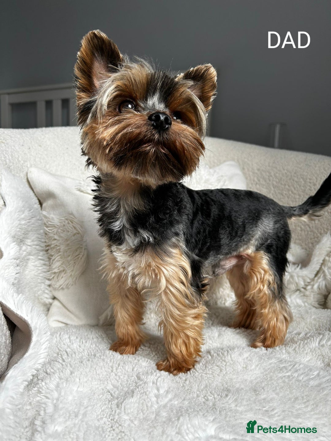 Yorkshire Terrier dogs for stud: Stunning Marco Black Tiger aka Paco - Image 1