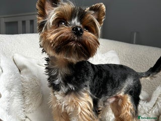 Yorkshire Terrier dogs - Advert 2
