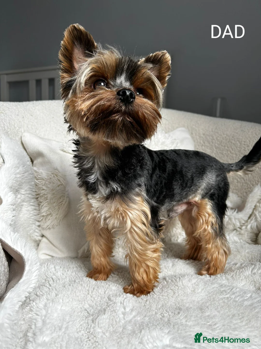 Yorkshire Terrier dogs for stud: Stunning Marco Black Tiger aka Paco - Advert 1