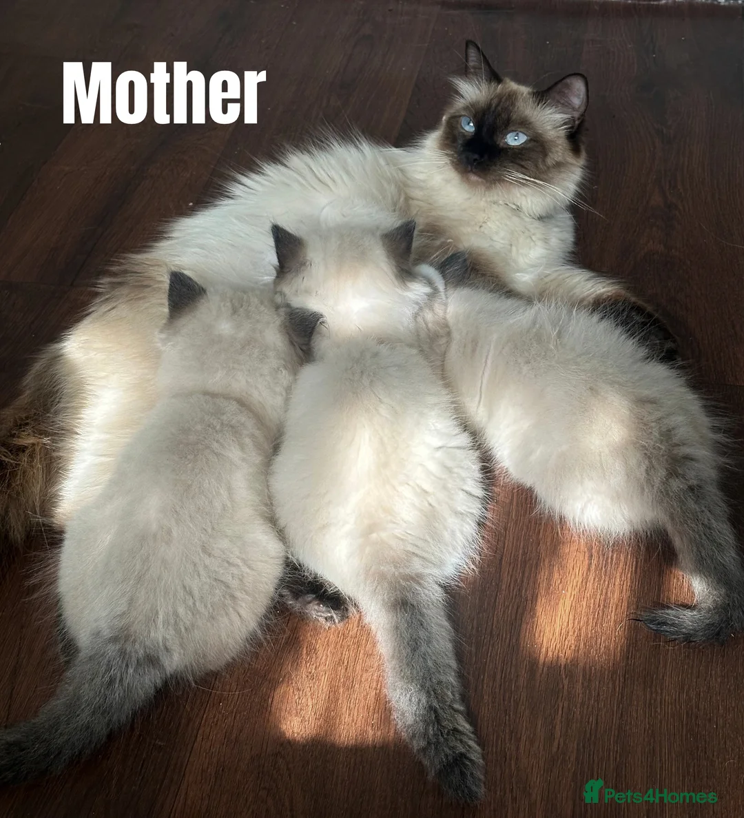 Ragdoll cats for sale: Stunning Ragdoll Kittens - Advert 2