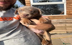 Labrador Retriever dogs for sale:  KC registered Silver and silver and tan labs  - Image 15