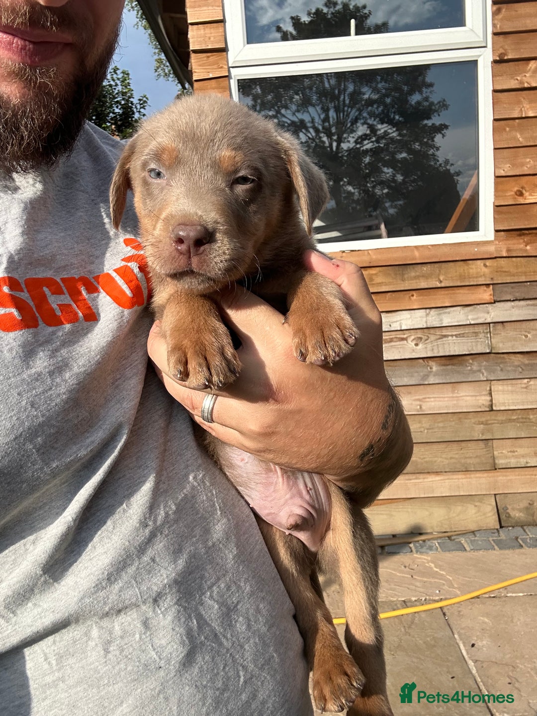 Labrador Retriever dogs for sale:  KC registered Silver and silver and tan labs  - Image 15