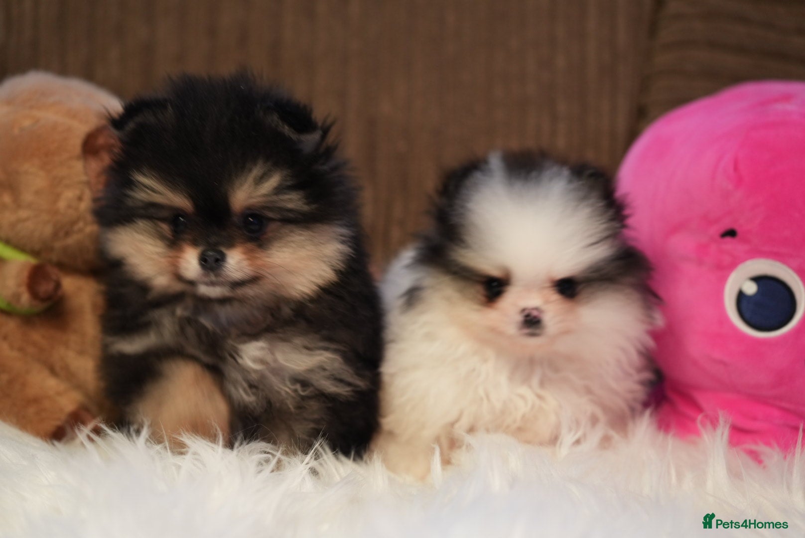 Pomeranian dogs Tiny pups are ready for new homes - Advert 4